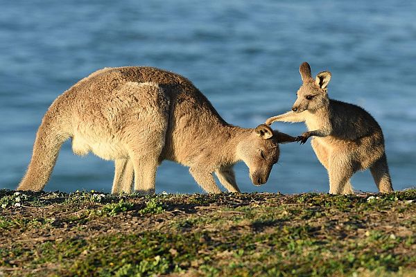 Australia