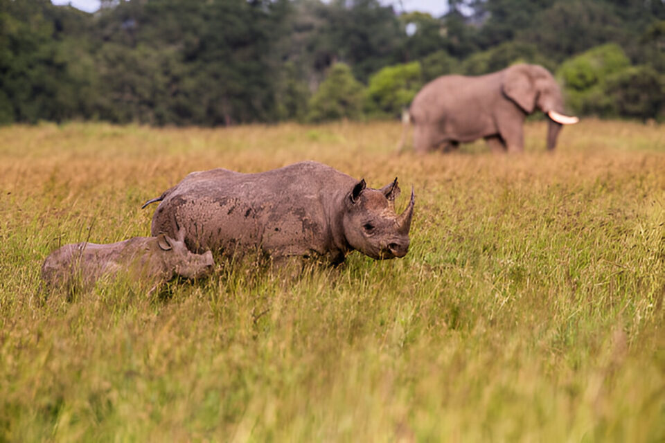 List of Sanctuaries to Watch Rhinos in Tanzania and Kenya